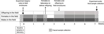 Evolved high aerobic capacity has context-specific effects on gut microbiota